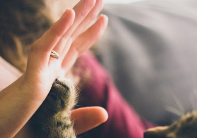 训练猫咪的最佳时机是什么时候？缩略图
