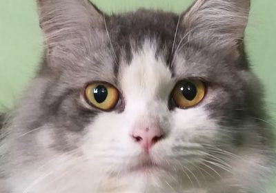 掌握技巧：如何让猫咪顺从听话缩略图