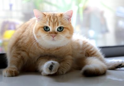 如何教导英国短毛猫使用抽水马桶进行排泄训练缩略图
