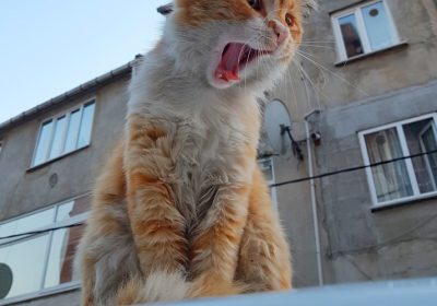 猫咪训练的趣味升级：游戏化进阶体验缩略图