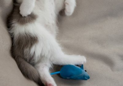 训练猫咪识别并回应其名字的技巧与方法缩略图