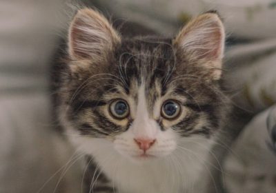 如何训练调皮的猫咪缩略图
