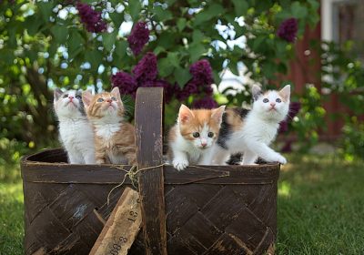 如何应对小猫的夜间扰民行为？缩略图