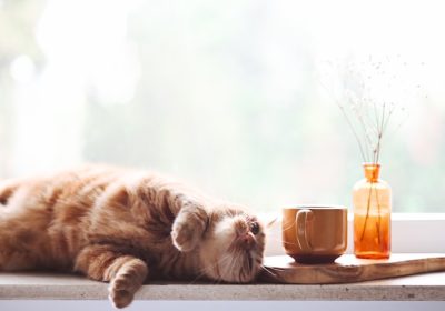 揭秘网红瓜皮猫：中华田园猫中的独特明星缩略图