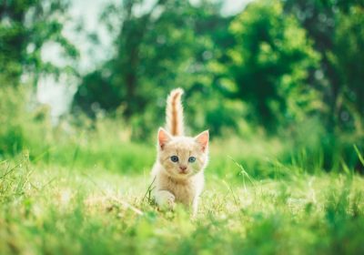 科学喂养法：让消瘦猫咪健康增肥的秘密缩略图