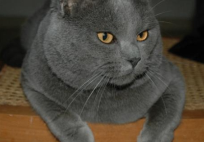 夏特尔猫缩略图