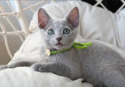 俄罗斯蓝猫缩略图