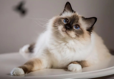 巴厘猫缩略图