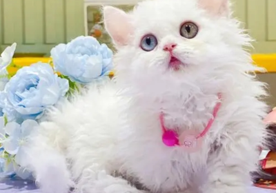 塞尔凯克卷毛猫缩略图