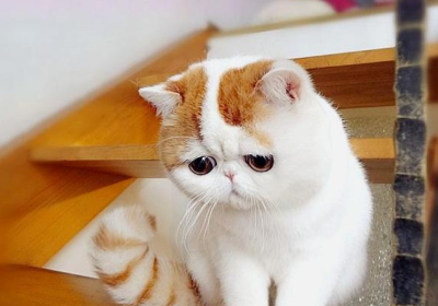 异国短毛猫缩略图