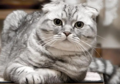 苏格兰折耳猫缩略图