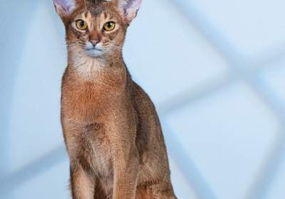 阿比西尼亚猫缩略图