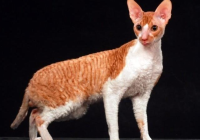 柯尼斯卷毛猫缩略图