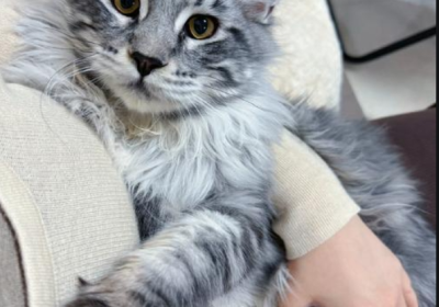 缅因猫缩略图