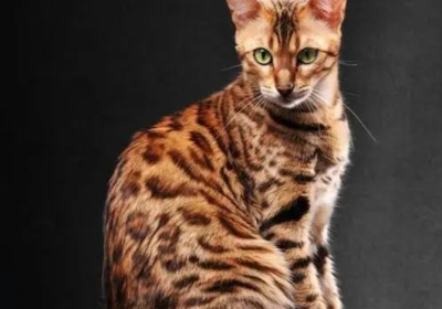 孟加拉豹猫缩略图