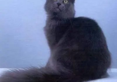 内华达猫缩略图