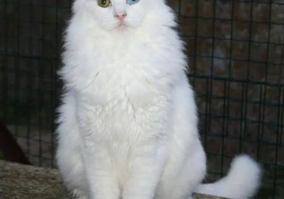 土耳其安哥拉猫缩略图