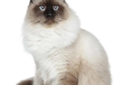 伯曼猫缩略图