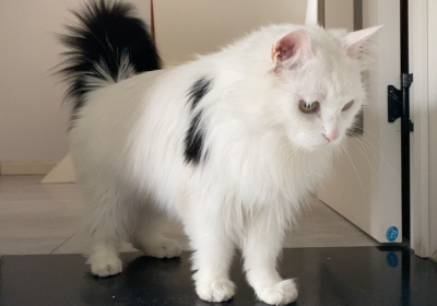 山东狮子猫缩略图