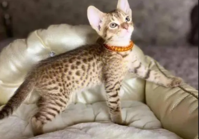 奥西猫缩略图