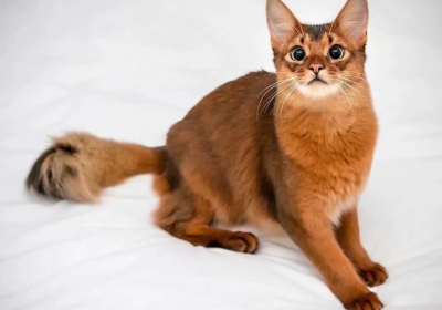索马里猫缩略图