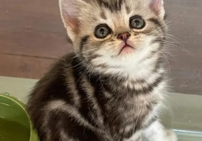 虎斑猫缩略图