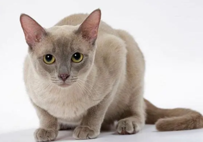 东奇尼猫缩略图