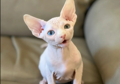 加拿大无毛猫缩略图