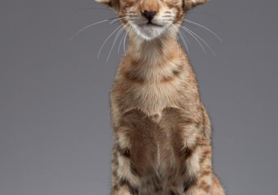东方猫缩略图
