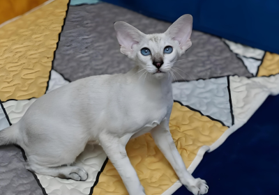 重点色短毛猫缩略图