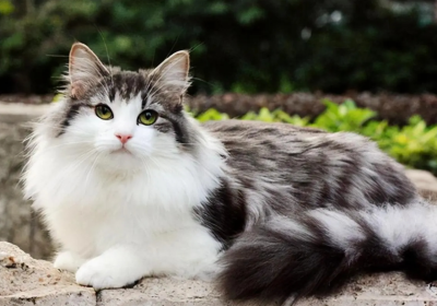 挪威森林猫缩略图