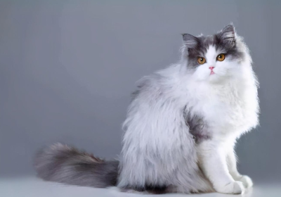 波斯猫缩略图