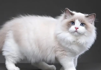 布偶猫缩略图