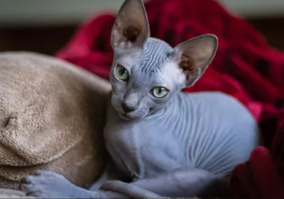 斯芬克斯猫缩略图