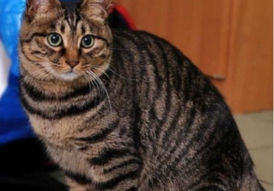 中国狸花猫缩略图