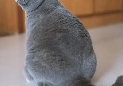 沙特尔猫缩略图