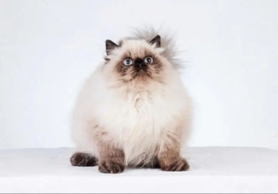 喜马拉雅猫缩略图