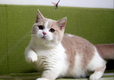 曼基康猫缩略图