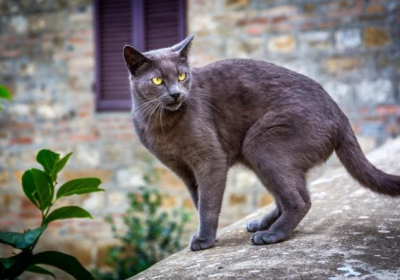 科拉特猫缩略图