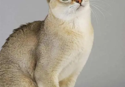 新加坡猫缩略图