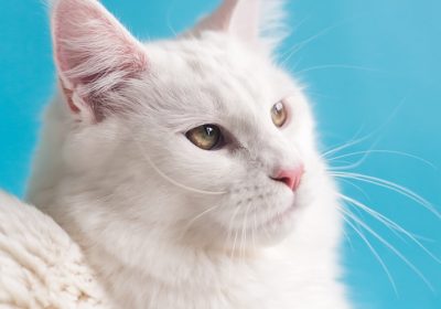 揭秘猫咪神秘天赋：为何它们能长时间不眨眼的秘密缩略图