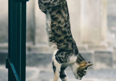 解决办法：加菲猫夜晚频繁叫唤的困扰与应对策略缩略图