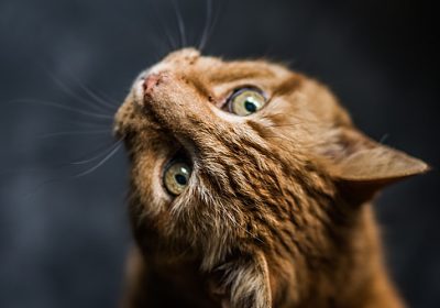 揭秘：成年布偶猫的惊人体型，你了解多少？缩略图