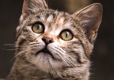 解析猫咪咕噜声：揭秘猫咕噜咕噜叫的隐藏含义与原因缩略图
