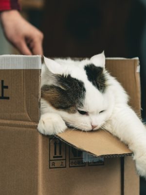 全球最受欢迎的宠物猫品种大盘点：了解不同种类的独特魅力缩略图