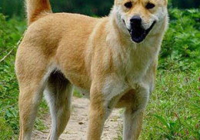 中华田园犬缩略图