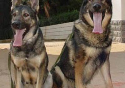 昆明犬缩略图