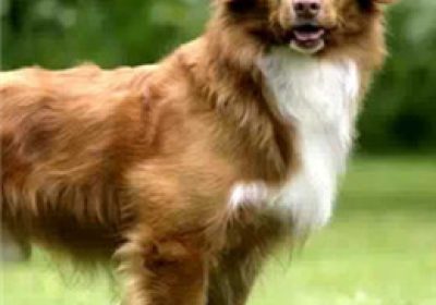 斯科舍诱鸭寻回犬缩略图