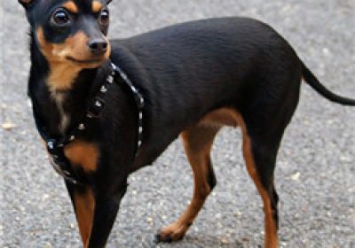 小鹿犬缩略图