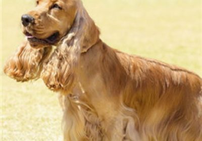 美国可卡犬缩略图
